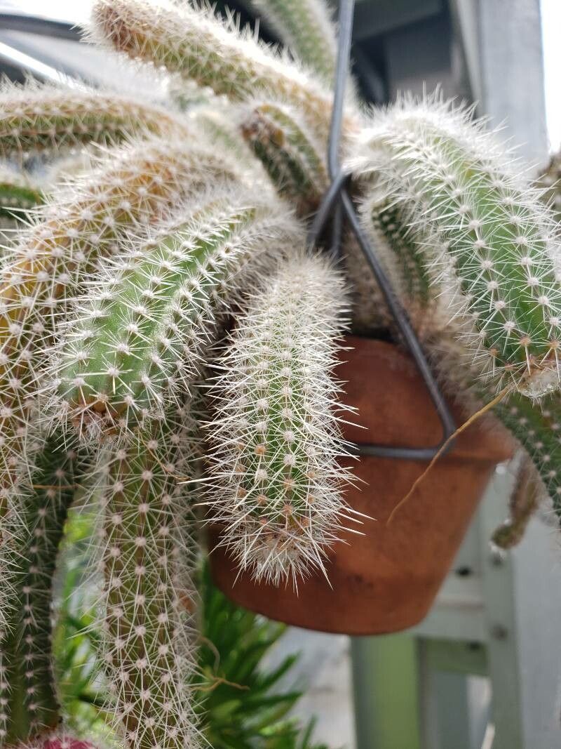 Selenicereus validus — search result for 'Selenicereus'