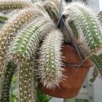 Selenicereus validus