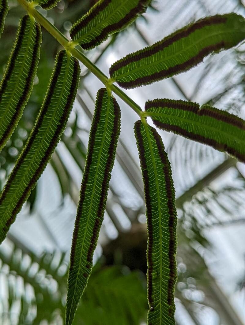 Ptisana fraxinea fruit