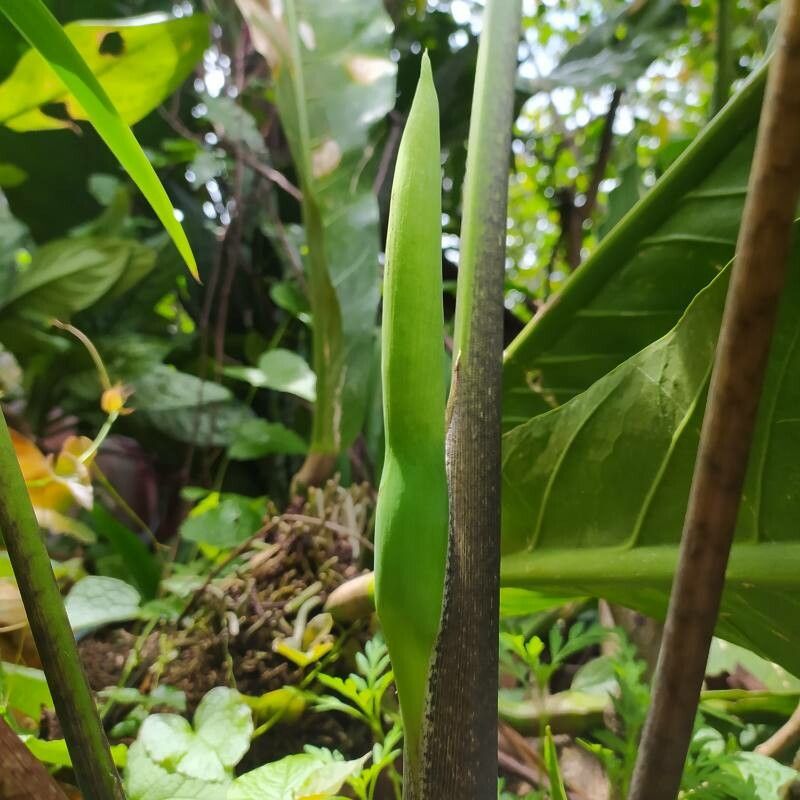 Xanthosoma wendlandii flower