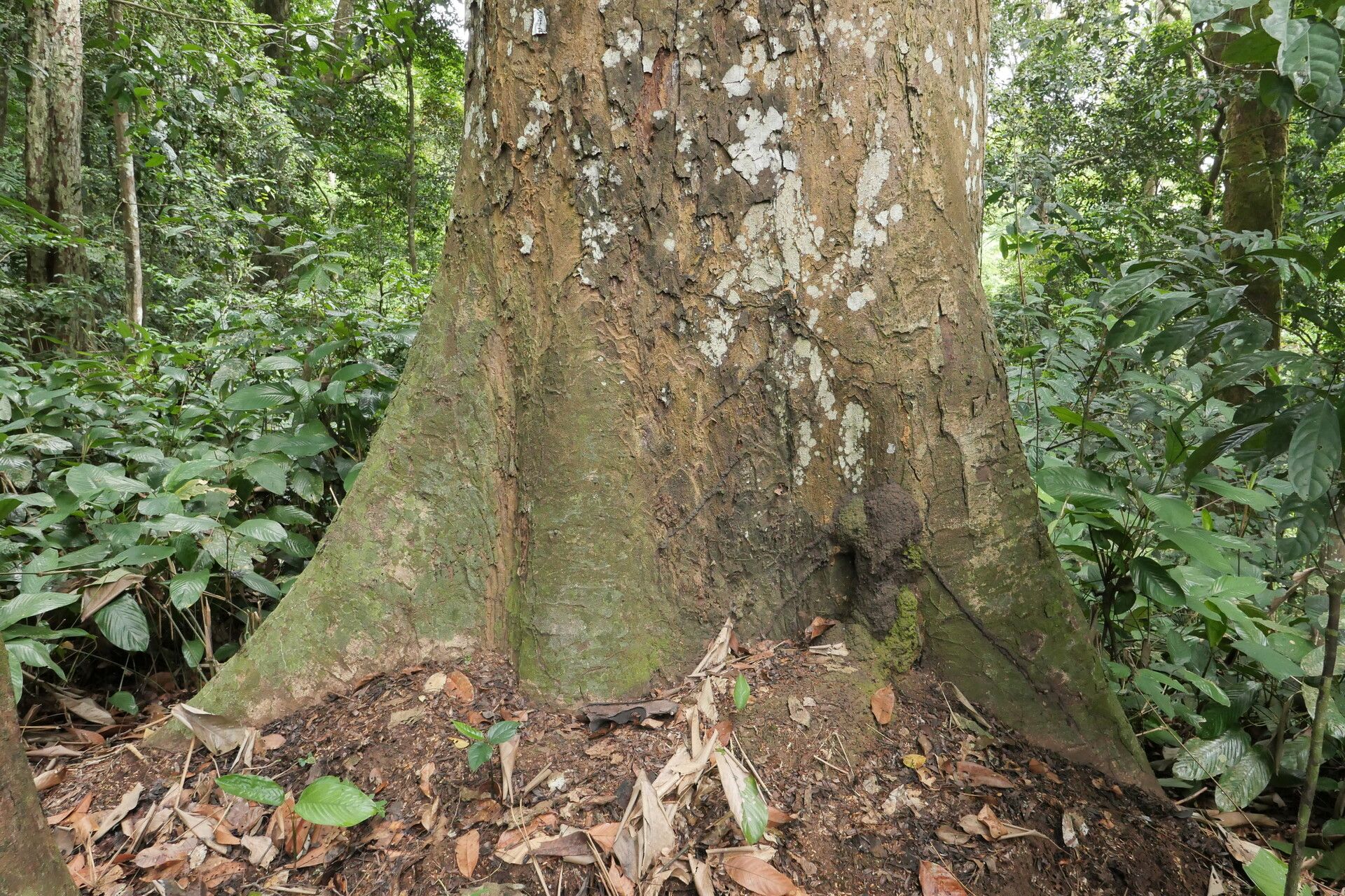 Brachystegia mildbraedii bark
