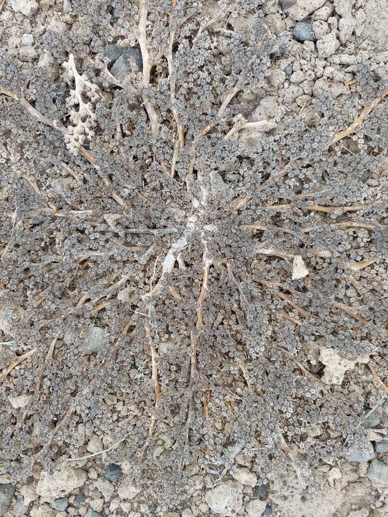 Euphorbia pediculifera — houseplant care guide