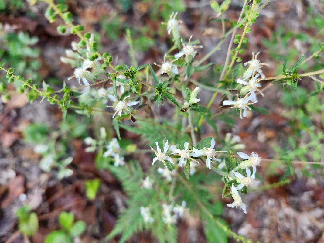Sericocarpus tortifolius flower
