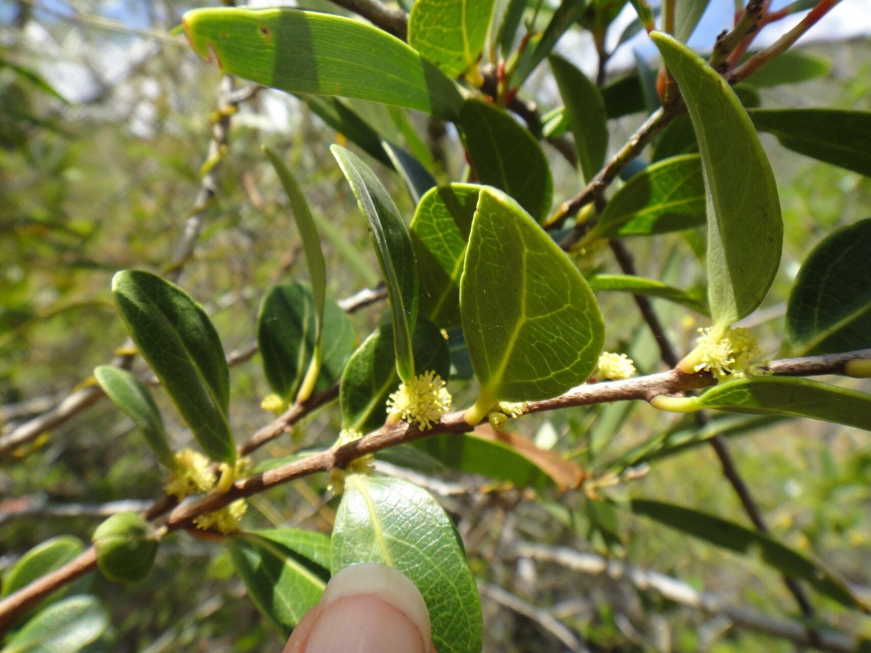 Xylosma nervosa — search result for 'Xylosma'