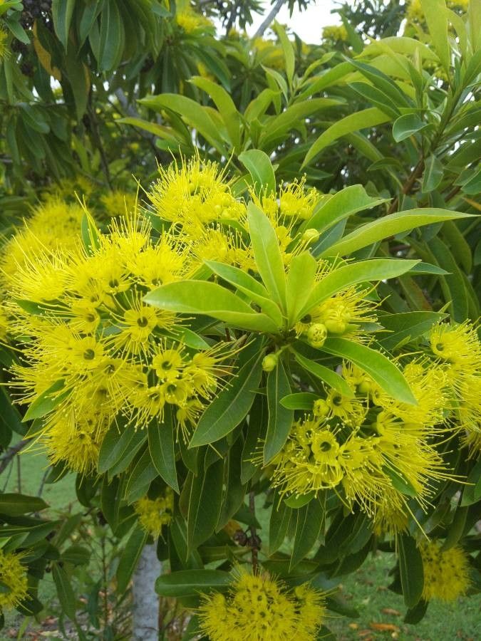 Xanthostemon chrysanthus fruit