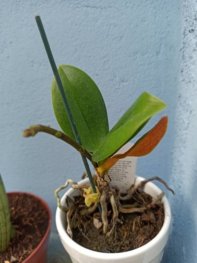 Phalaenopsis schilleriana leaf