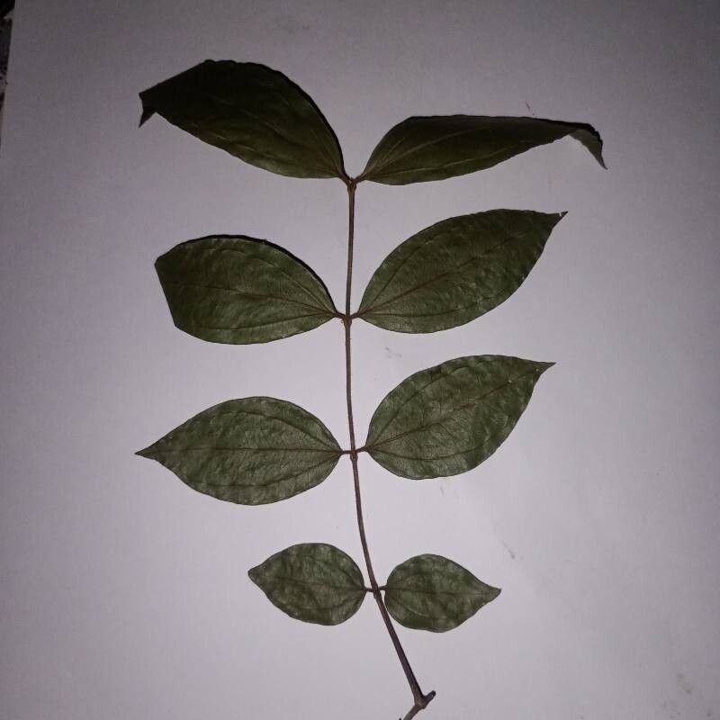 Strychnos panamensis — houseplant care guide