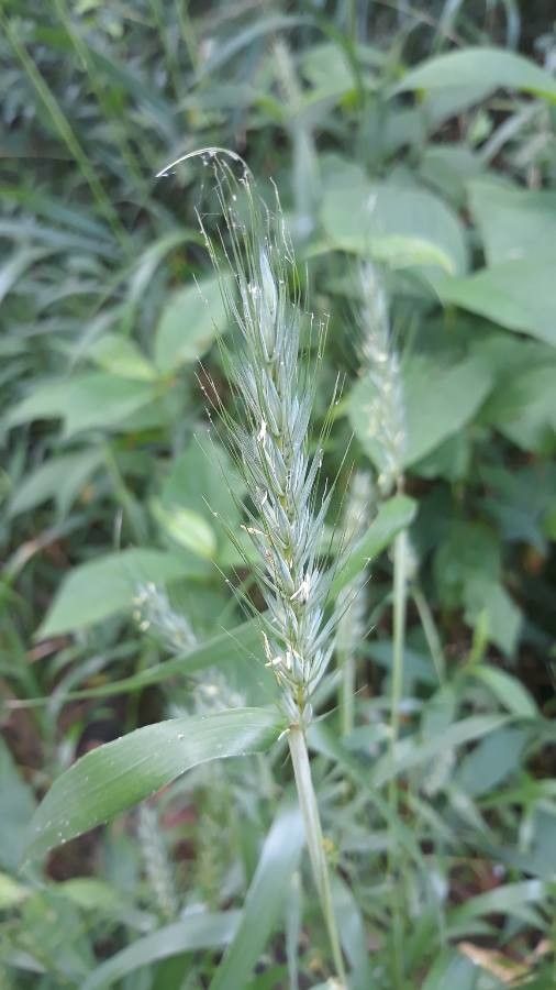 Elymus virginicus fruit