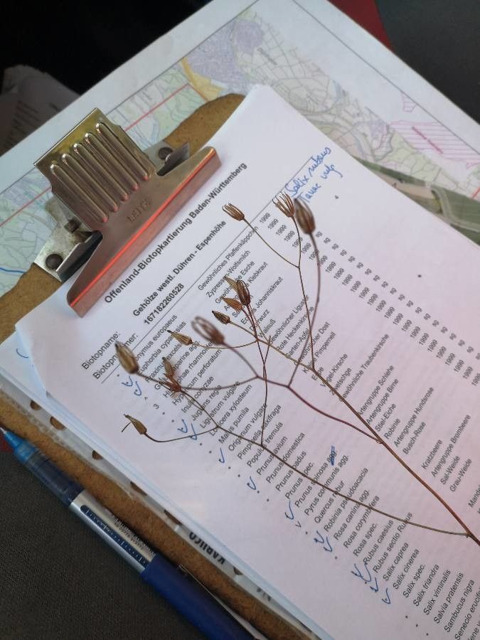 Crepis pulchra fruit