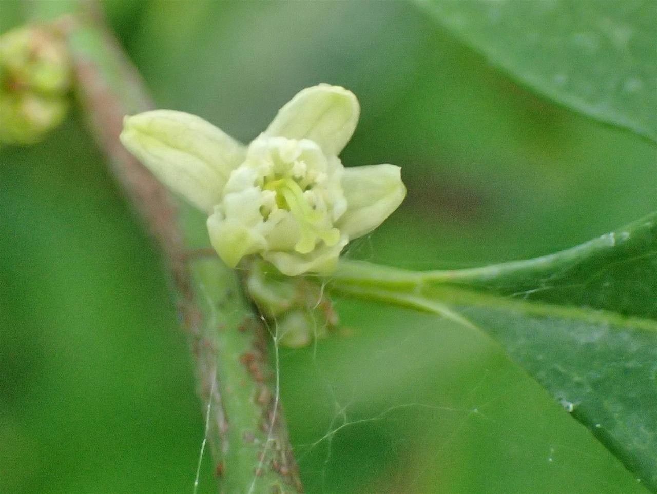 Erythroxylum coca flower
