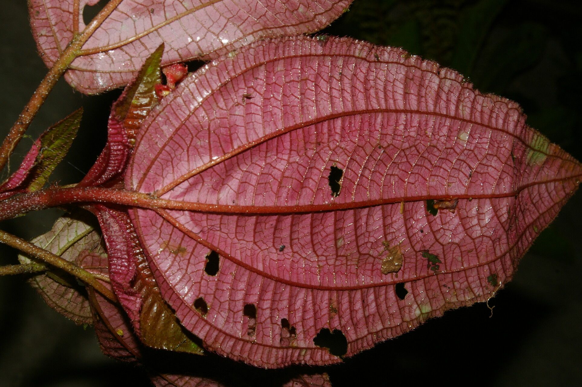 Triolena hirsuta flower