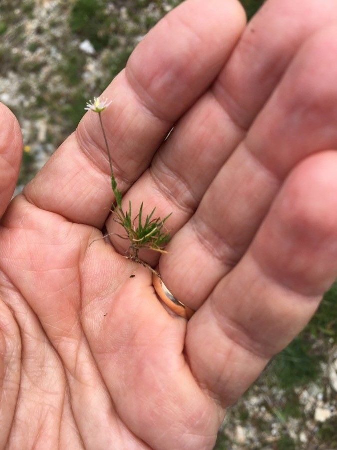 Sagina glabra — related species from the same genus