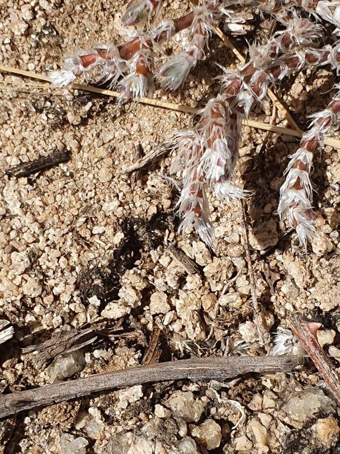 Portulaca wightiana — houseplant care guide