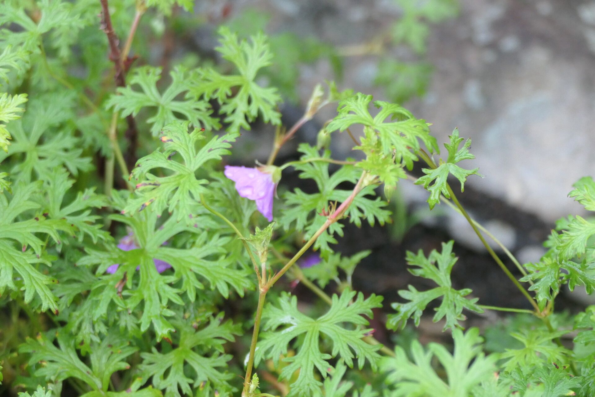Geranium drakensbergense flower