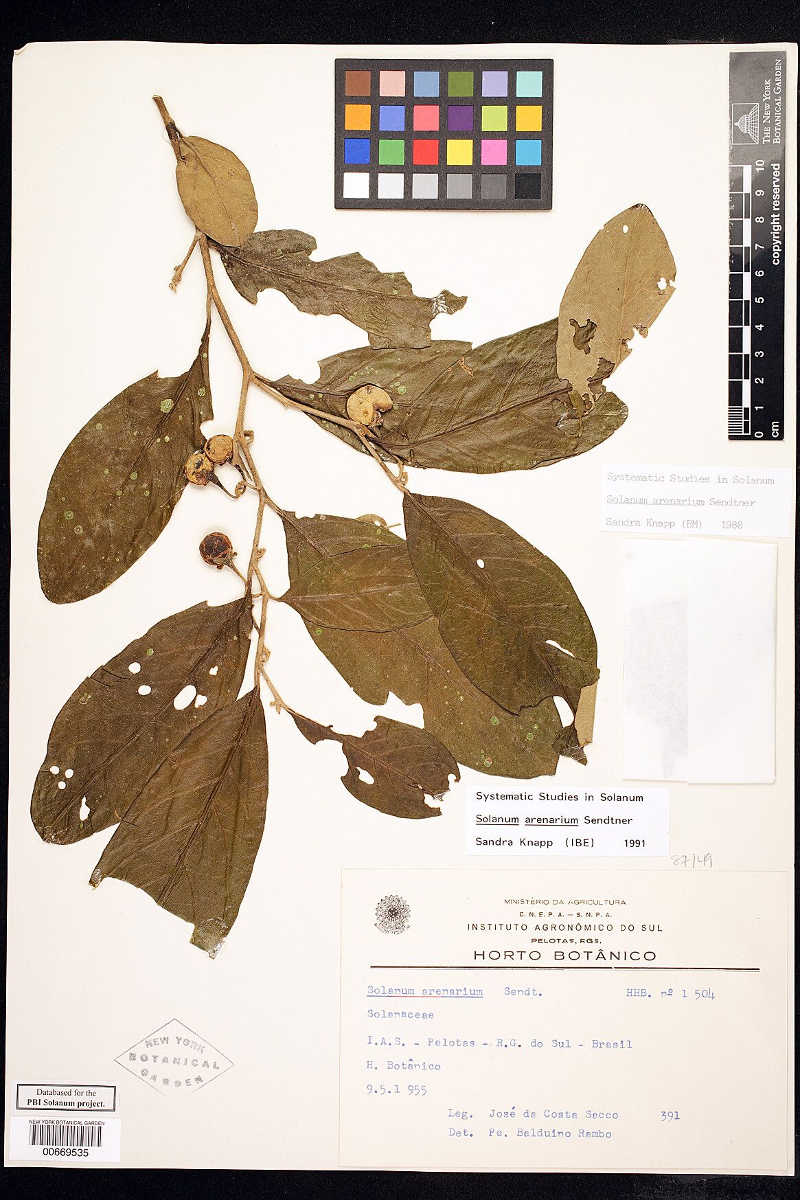 Solanum arenarium — houseplant care guide