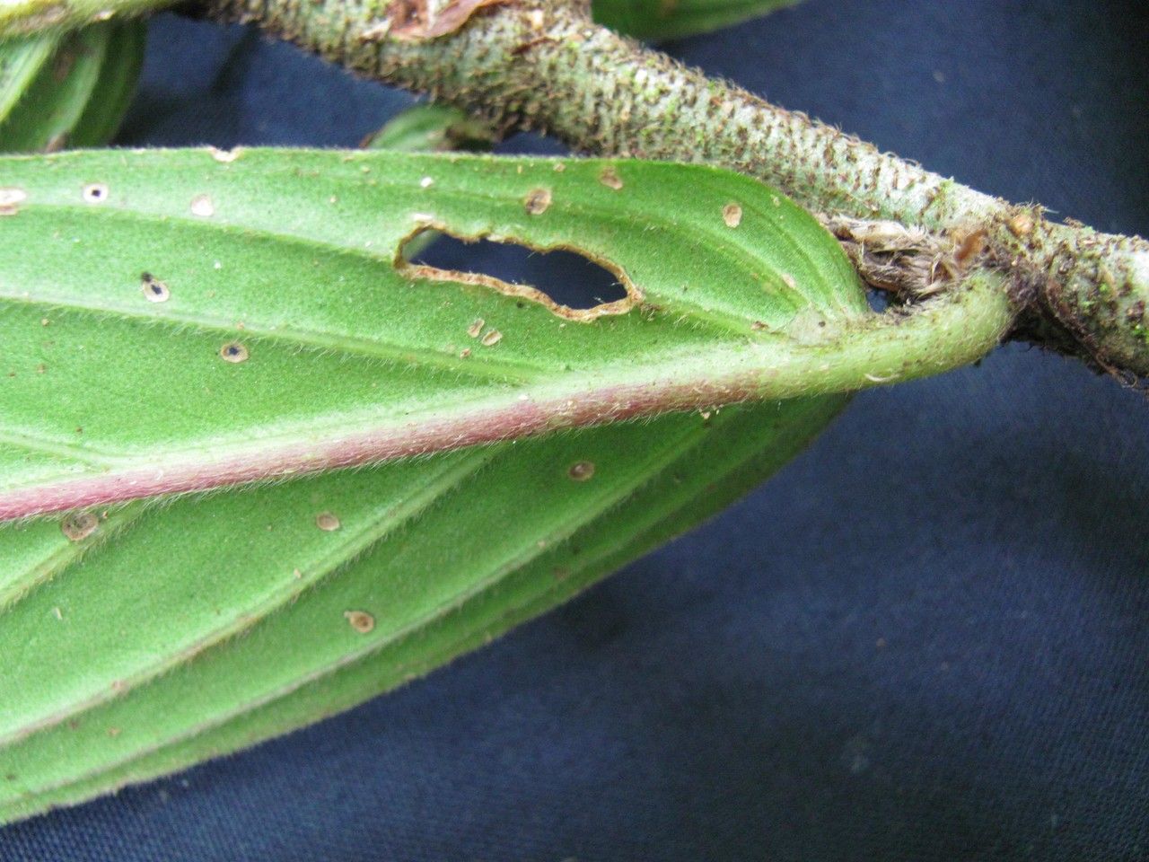 Columnea praetexta bark