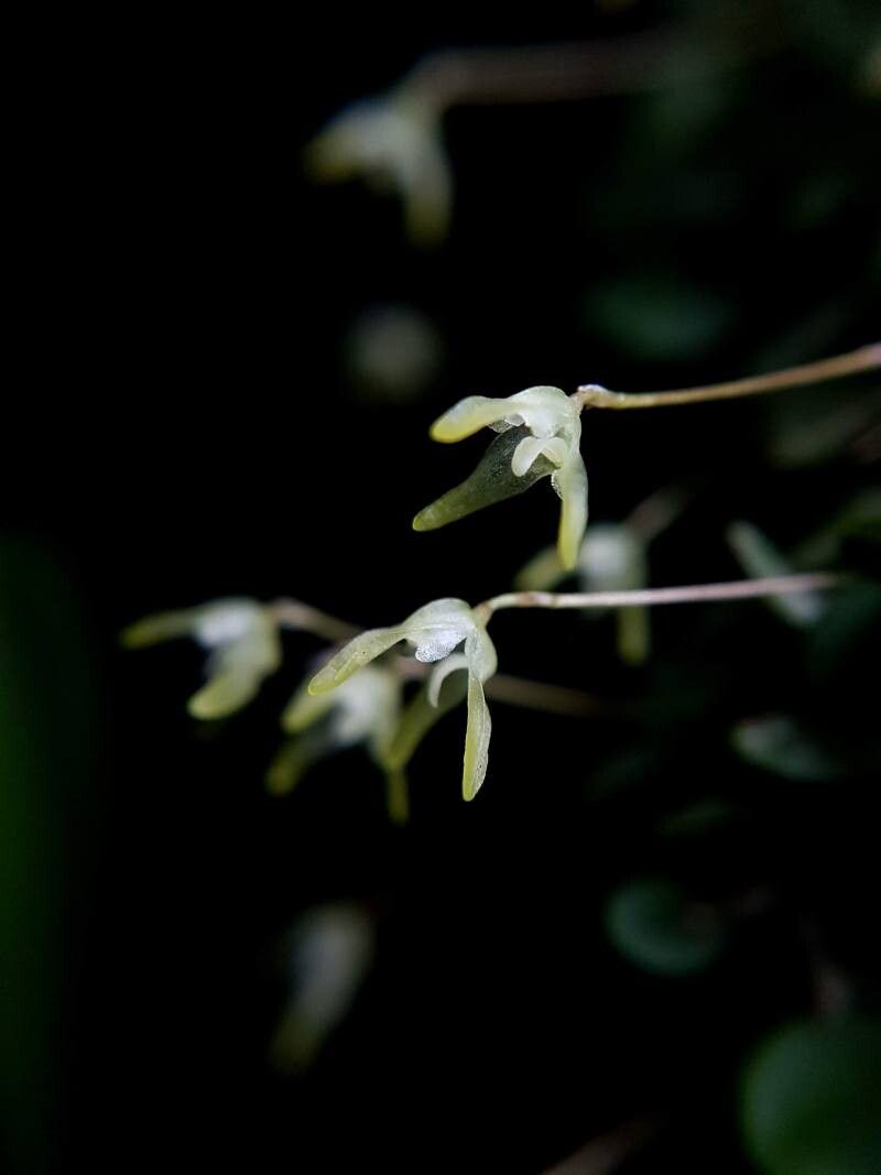Specklinia calyptrostele flower