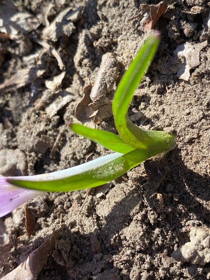 Colchicum bulbocodium — search result for 'Ukraine'