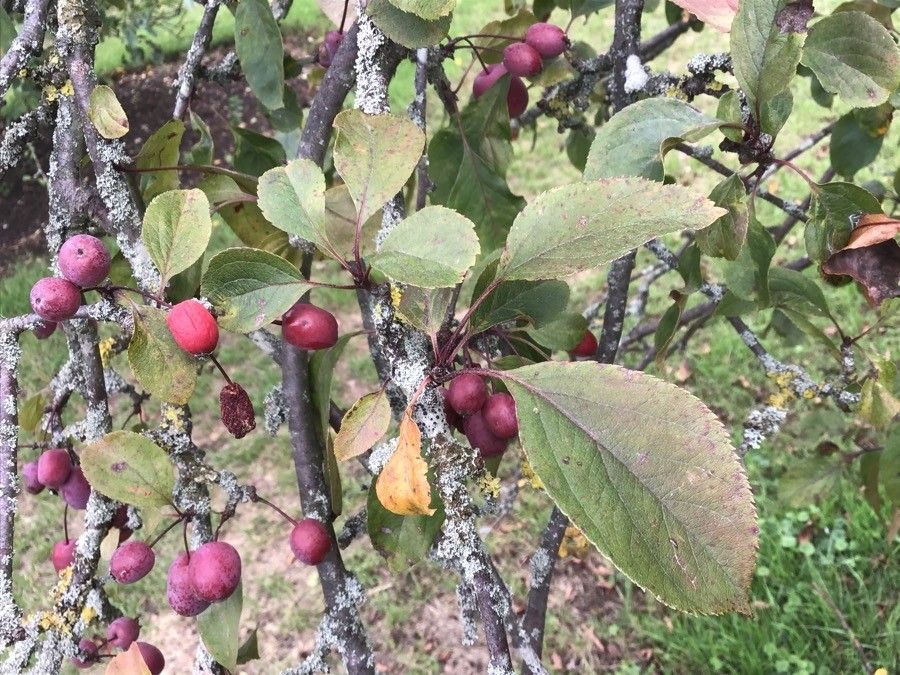 Malus × purpurea — search result for 'Malus'