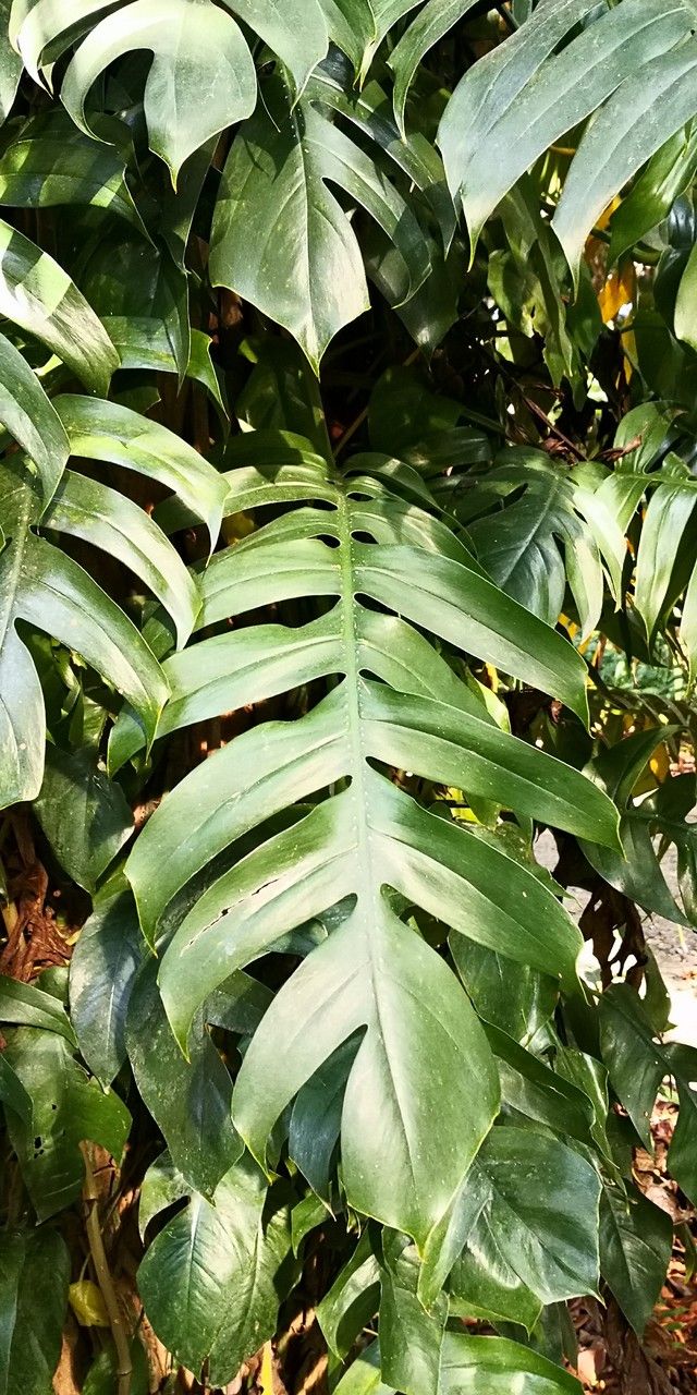 Rhaphidophora crassicaulis