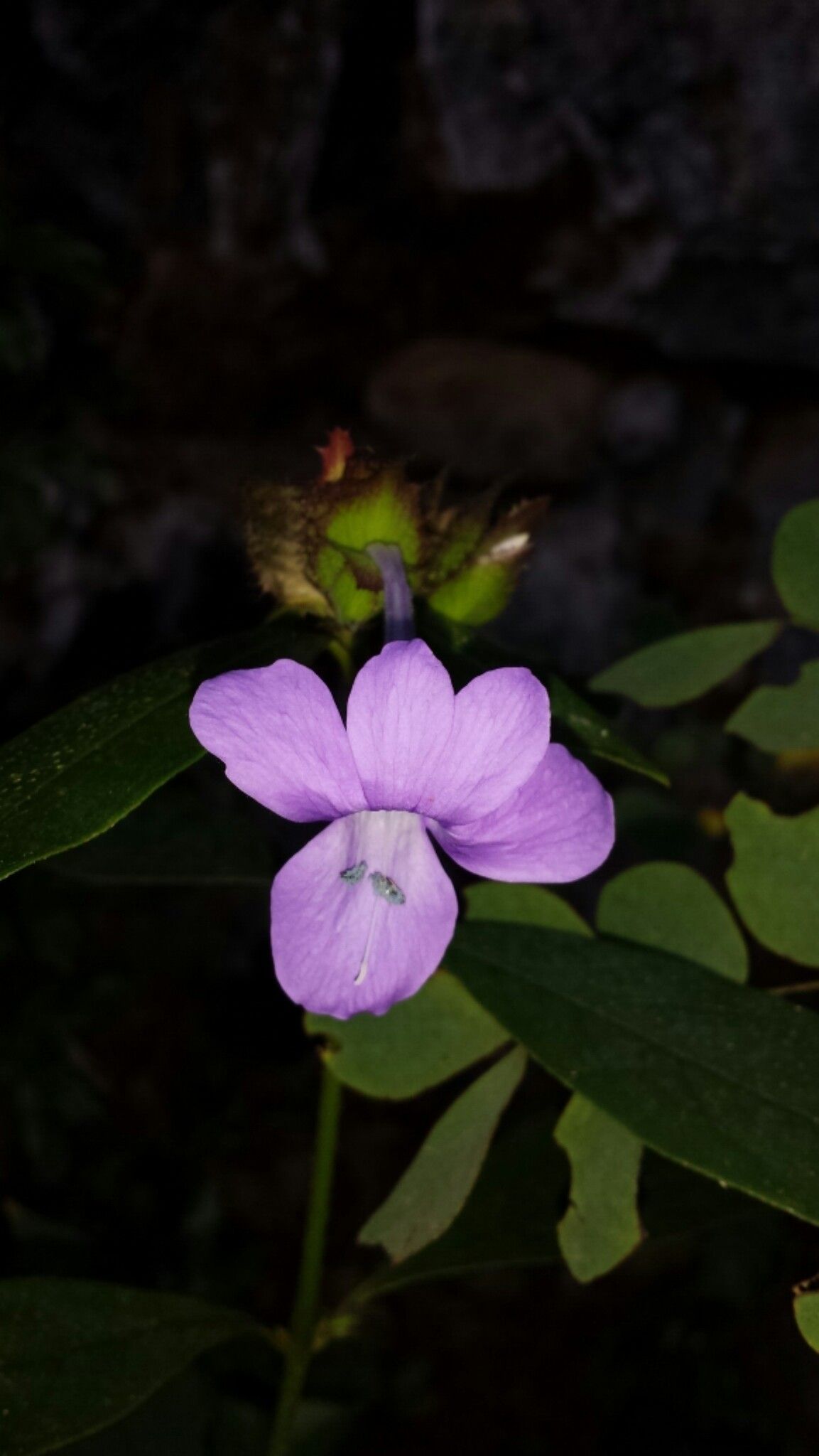 Barleria paucidentata — houseplant care guide