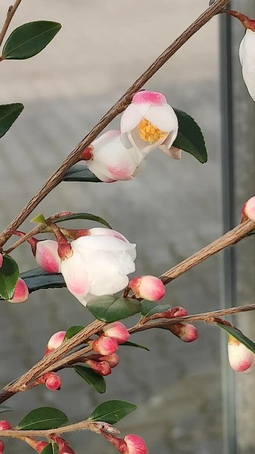 Camellia rosthorniana flower