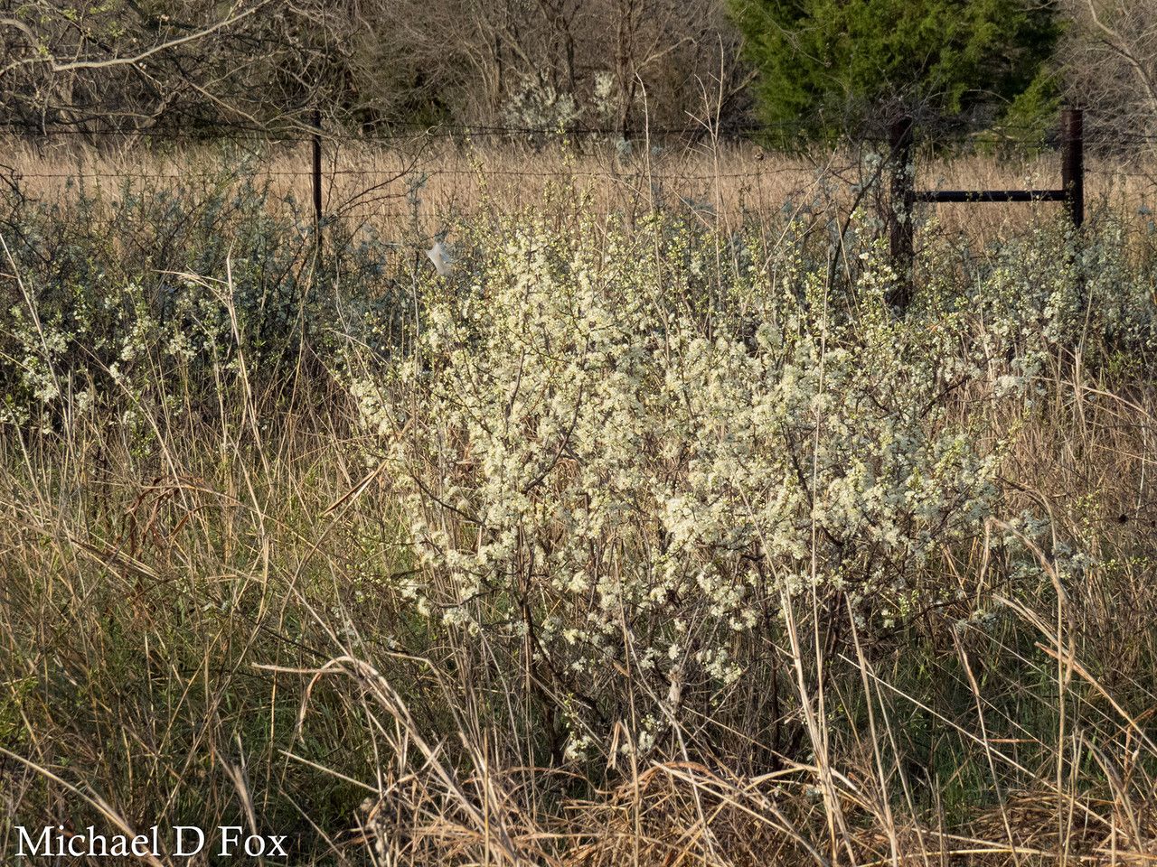 Prunus rivularis habit