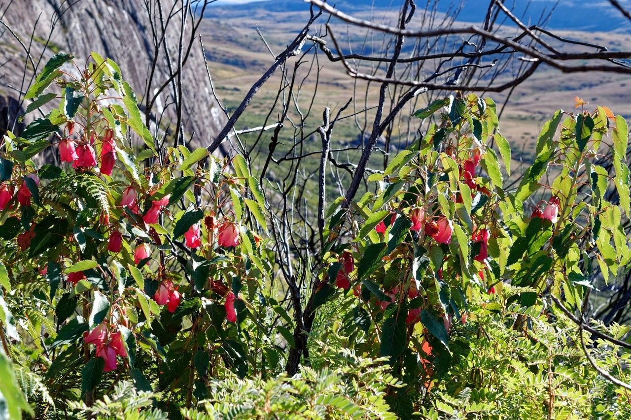 Dombeya leiomacrantha habit