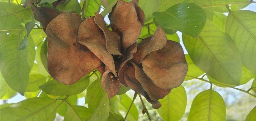 Pterocarpus indicus fruit