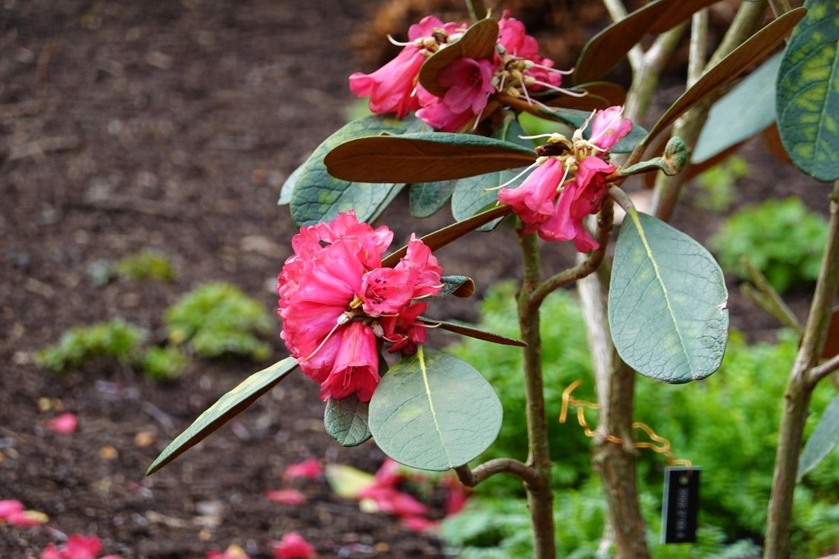 Rhododendron mallotum flower