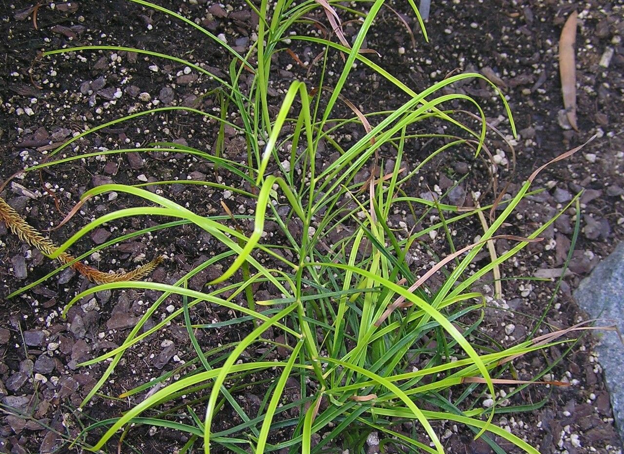 Macrozamia fearnsidei habit