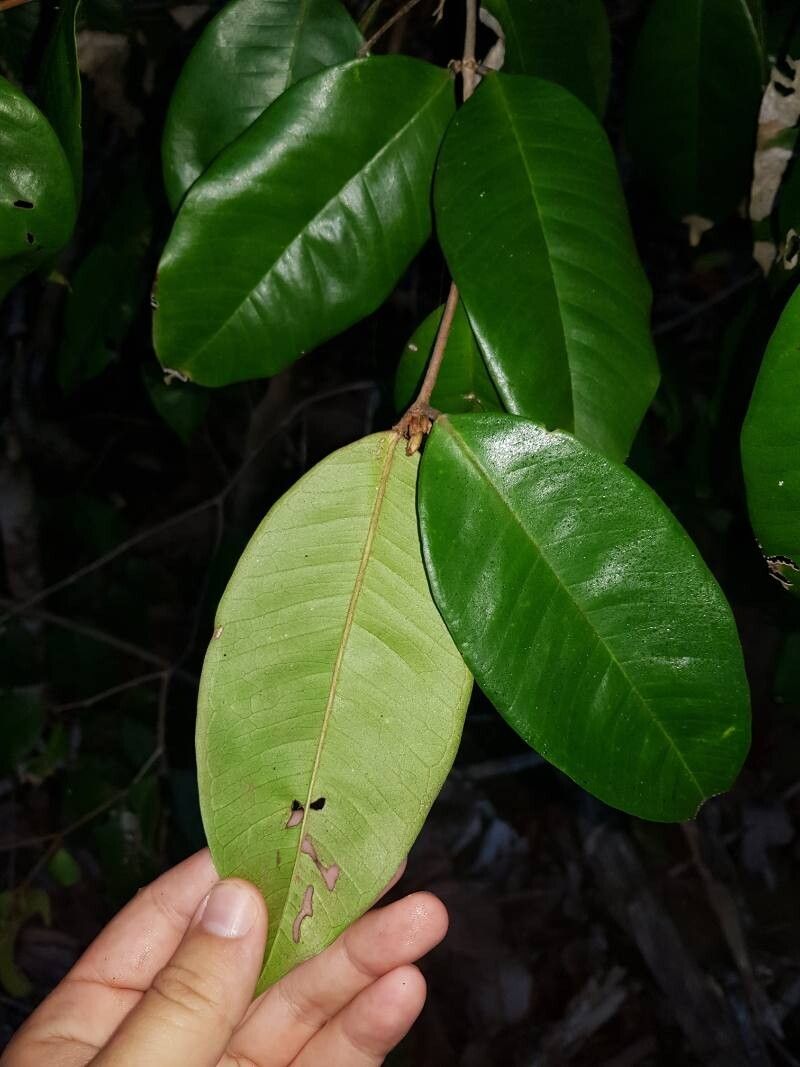 Myrcia chytraculia — houseplant care guide