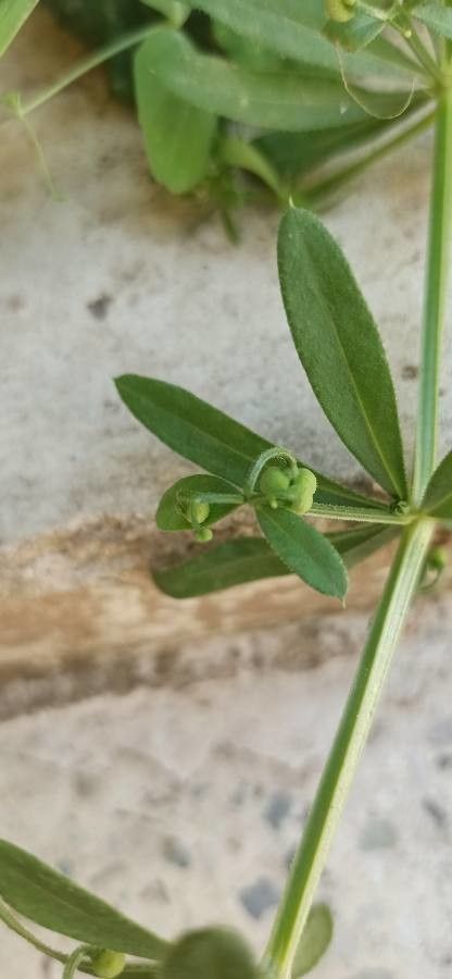 Galium tricornutum fruit