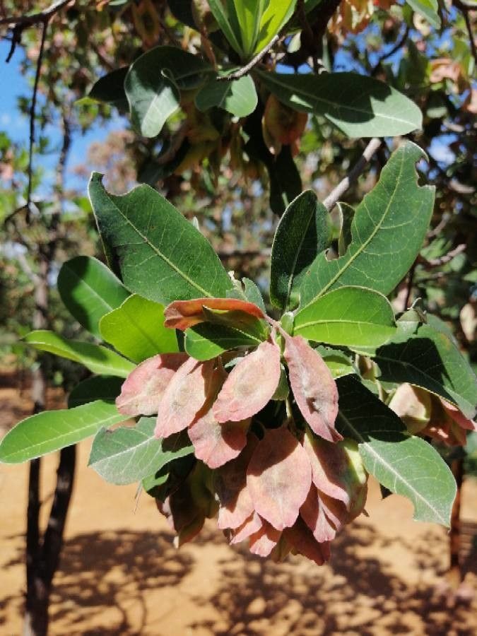 Terminalia sericea fruit