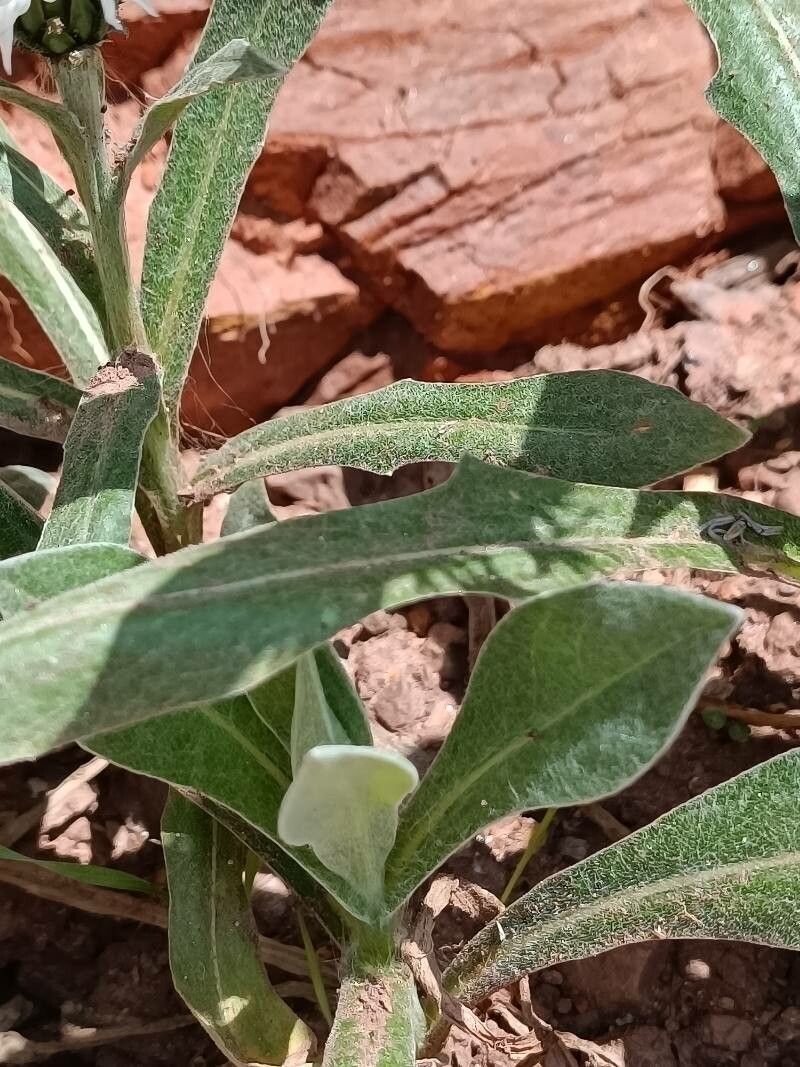 Cyanus lugdunensis — related species from the same genus