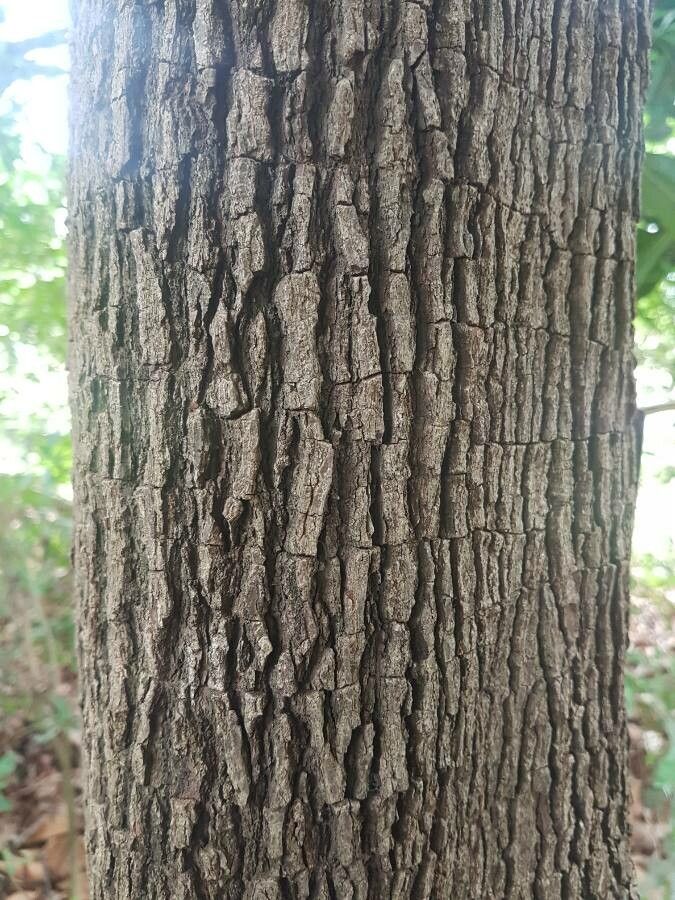 Pachystroma longifolium bark