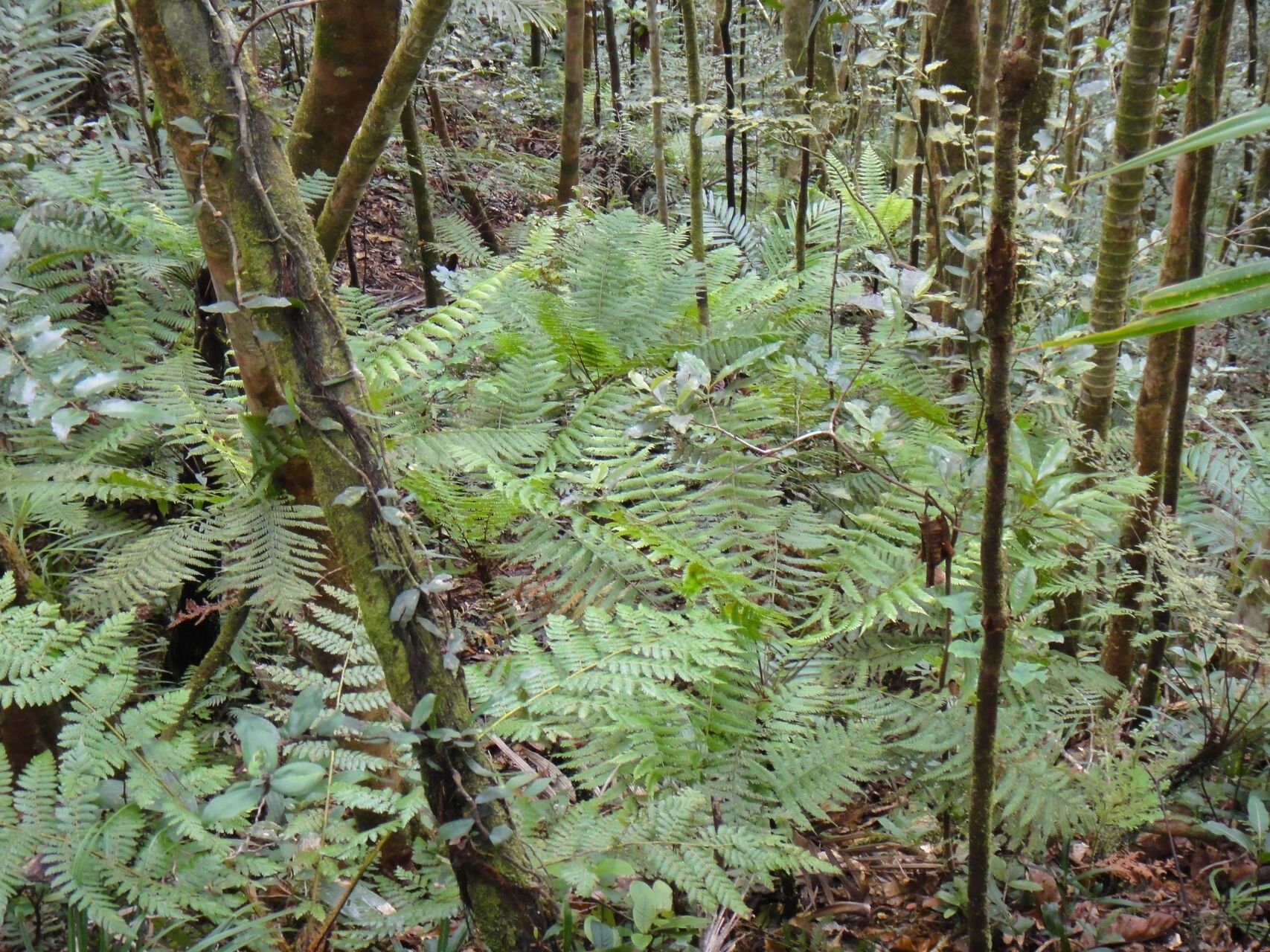 Leptopteris wilkesiana habit