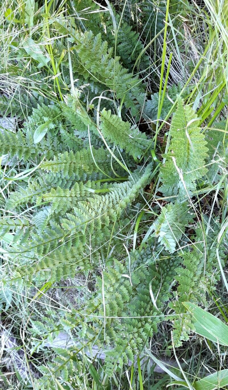 Polystichum plicatum habit