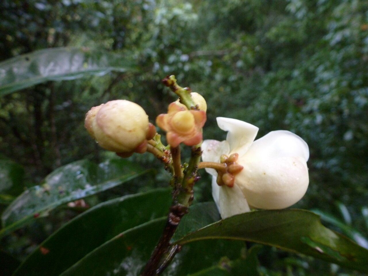 Eschweilera coriacea flower