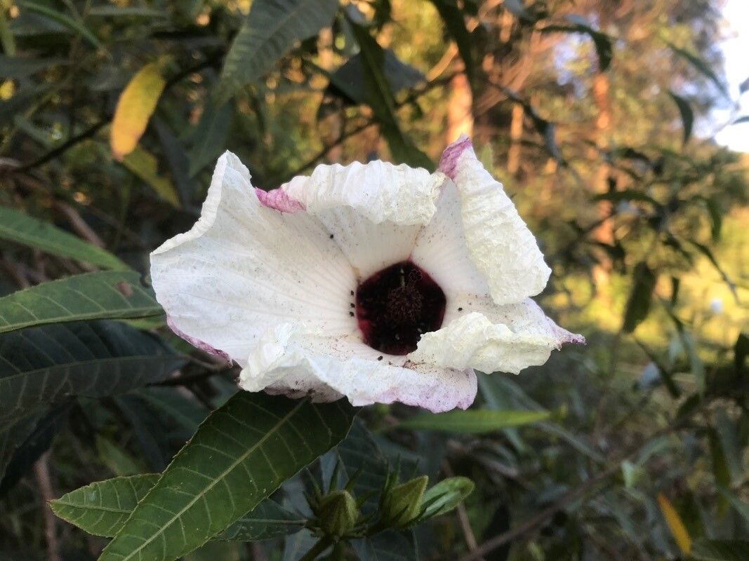 Hibiscus heterophyllus flower
