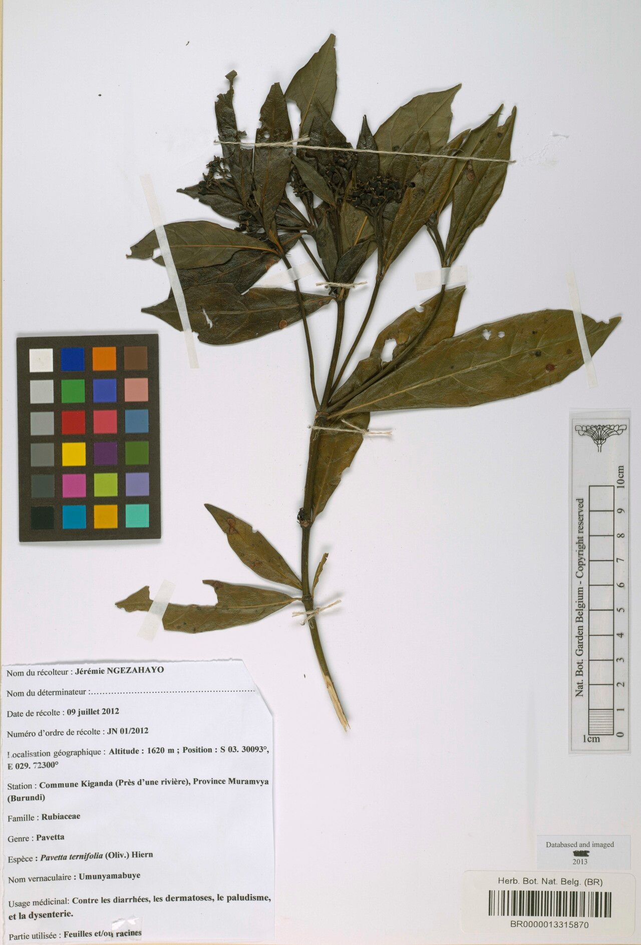 Pavetta ternifolia — houseplant care guide