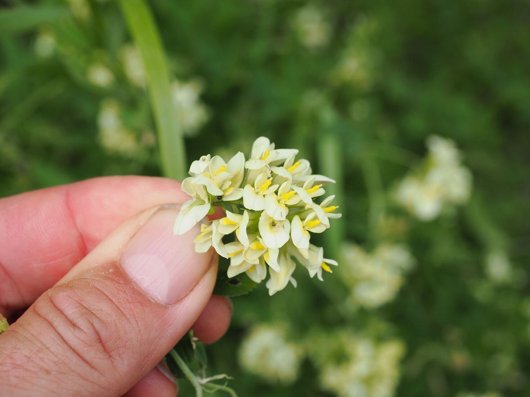 Medicago glomerata — search result for 'Medicago'