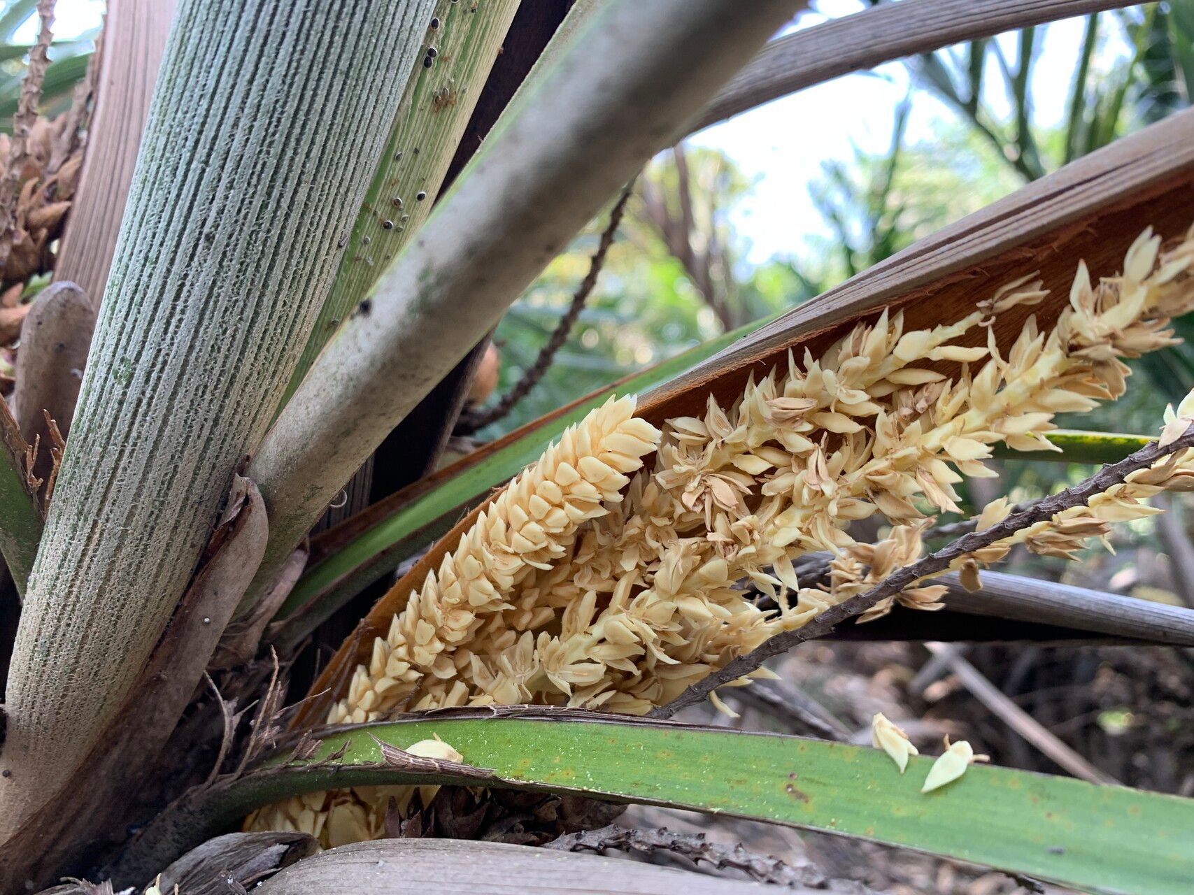 Syagrus itacambirana flower