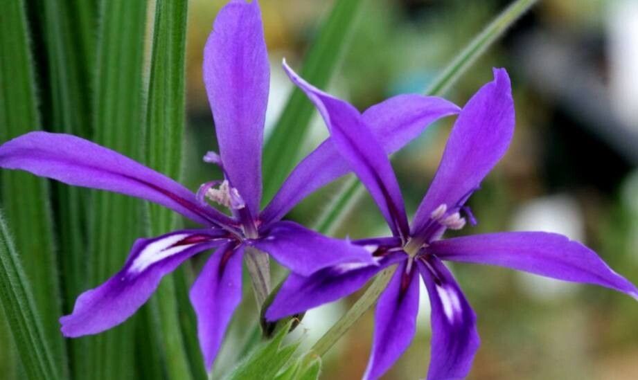 Babiana framesii flower