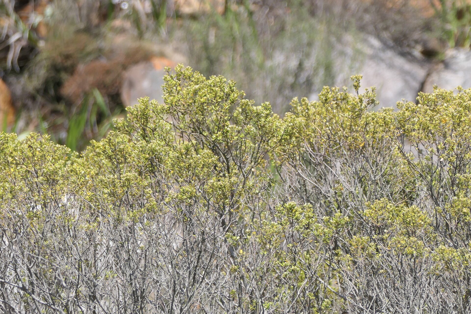 Pteronia divaricata — related species from the same genus