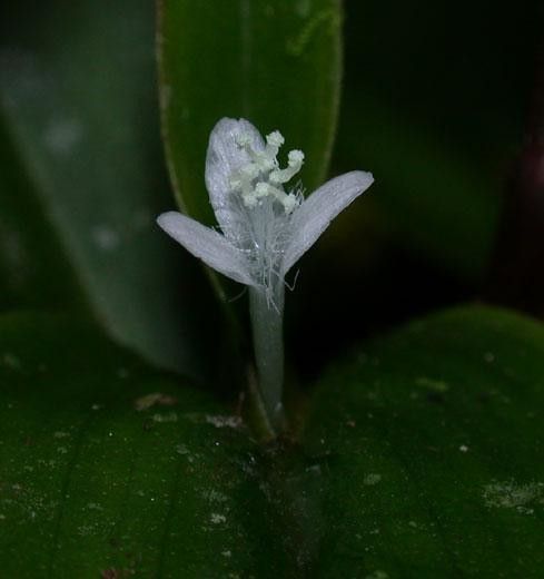 Tradescantia schippii flower