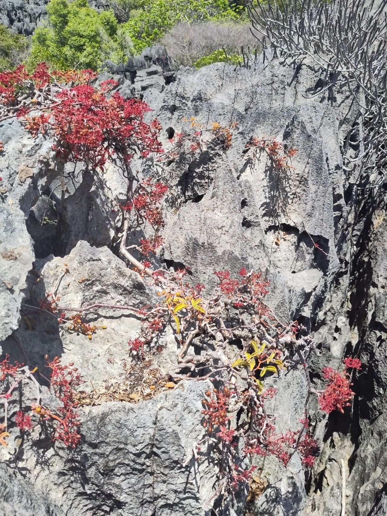 Cyphostemma calcarium — houseplant care guide