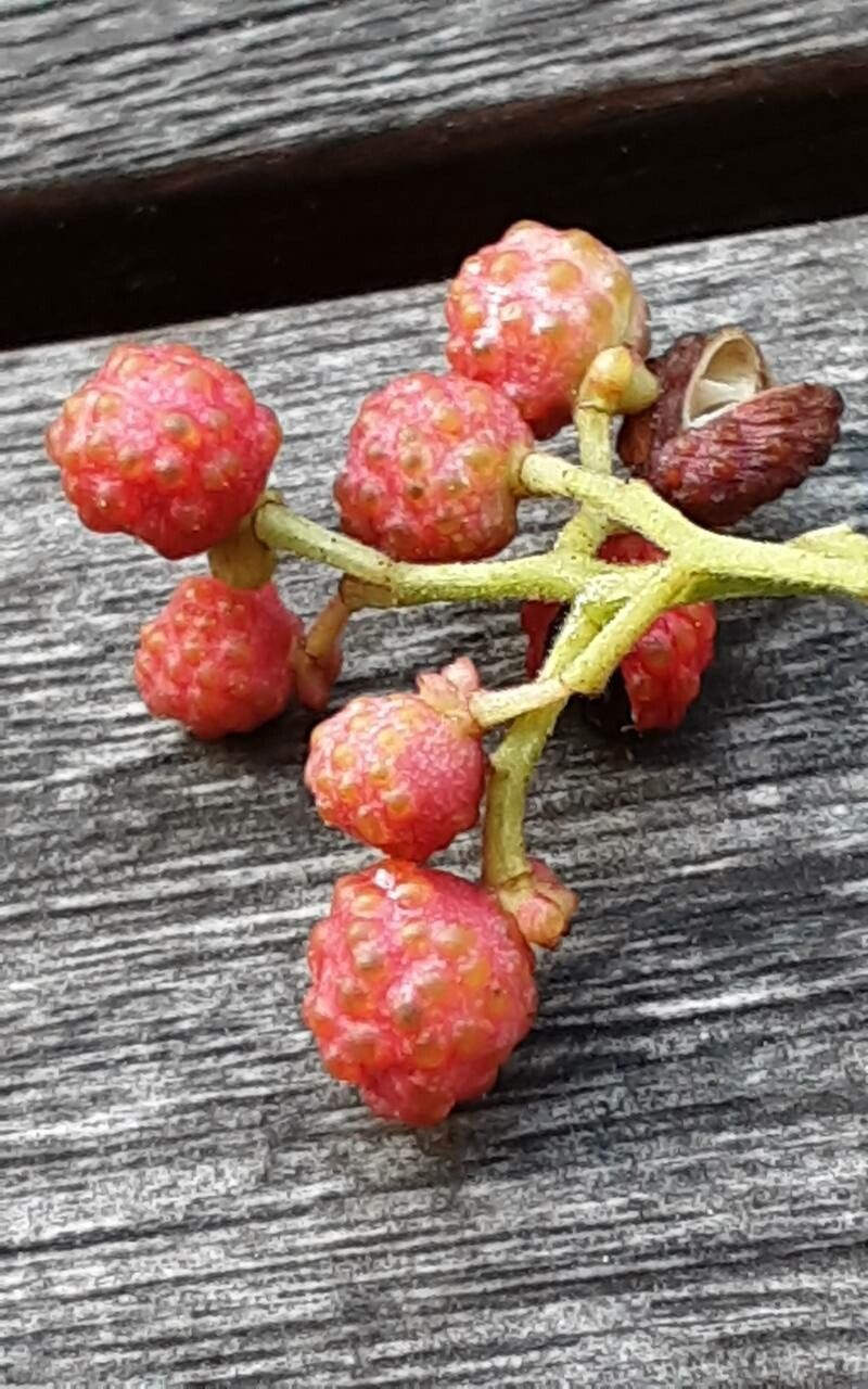 Zanthoxylum piperitum fruit