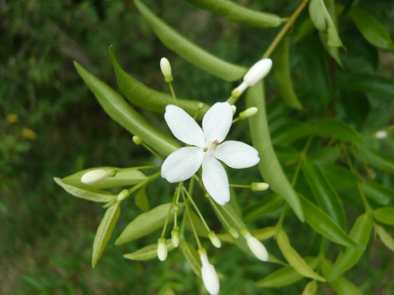 Wrightia religiosa flower