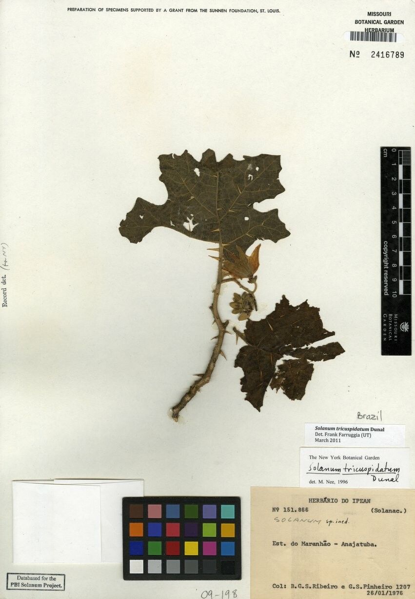Solanum tricuspidatum other